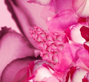 Rose Garden | Fotografie von Theresa Lambrecht, Fotodruck auf Alu-Dibond, limitierte Edition