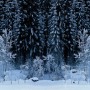 Black Forest - White Wood
