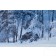 Black Forest - White Wood, Detail | Fotografie von Finkbeiner & Salm, Lambda-Fotodruck auf Alu-Dibond, limitierte Edition