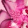 Rose Garden | Fotografie von Theresa Lambrecht, Fotodruck auf Alu-Dibond, limitierte Edition
