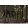Elefantenwald, Detail | Fotografie von Finkbeiner & Salm, Lambda-Foto-Abzug auf Alu-Dibond-Platte, limitierte Edition