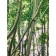 Mythischer Wald | Detail, Malerei von Sven Wiebers | Acryl auf Baumwolle