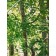 Mythischer Wald | Detail Blätter, Malerei von Sven Wiebers | Acryl auf Baumwolle