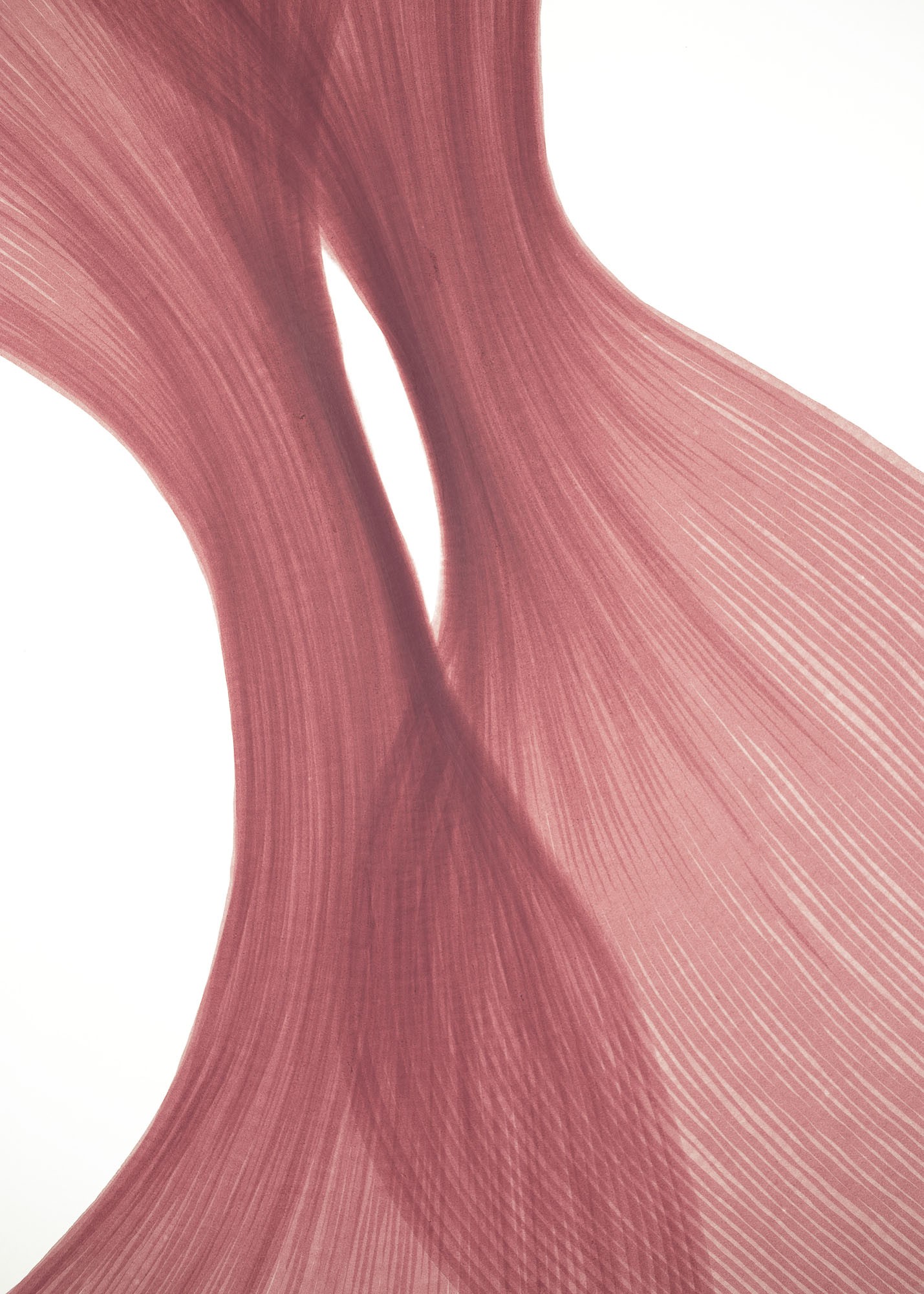 Raspberry Cream Sheer Folds | Lali Torma | Zeichnung | Kalligraphietusche auf Papier - 1
